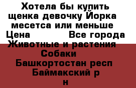 Хотела бы купить щенка девочку Йорка 2 месетса или меньше › Цена ­ 5 000 - Все города Животные и растения » Собаки   . Башкортостан респ.,Баймакский р-н